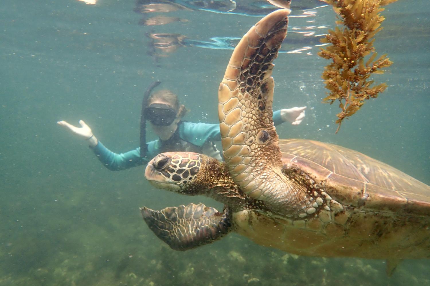 一名<a href='http://ojum.ngskmc-eis.net'>全球十大赌钱排行app</a>学生在Galápagos群岛游学途中与一只巨龟游泳.